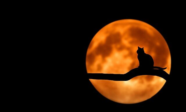 Co pod czarną koszulę?