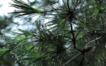 Jak działa bagażnik na hak?