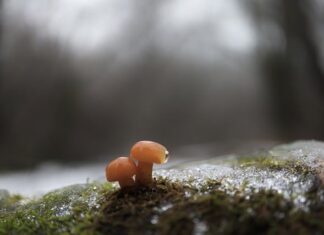Co to jest cholewką?