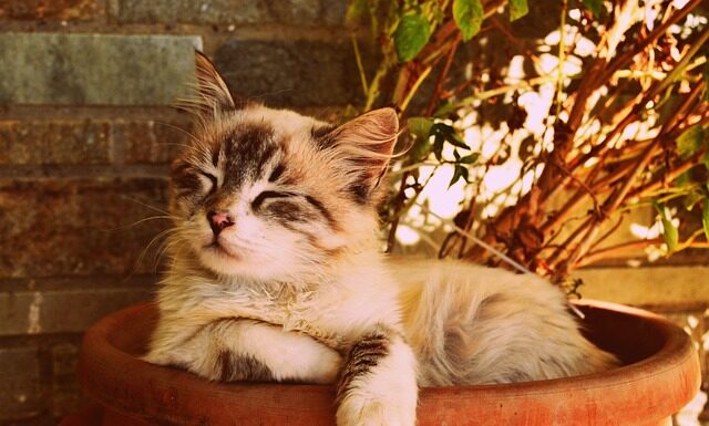 Co to znaczy że ktoś śpi w nogach?