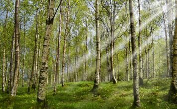 Jak szybko rośnie kleszcz u człowieka?