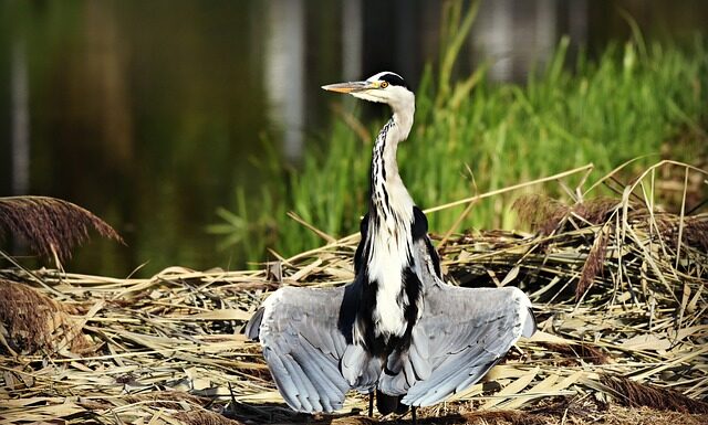 Czy można suszyć kołdrę obciążeniową w suszarce?